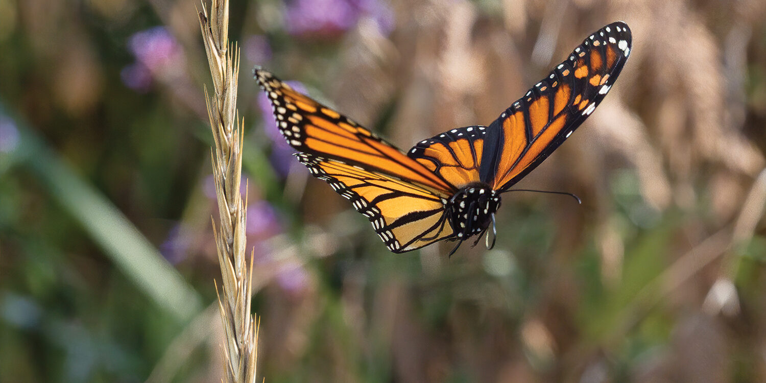 Author Blog - J. L. Jackola - Spicy Romantasy Books